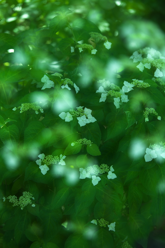 紫陽花・権現堂公園♪8