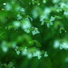 紫陽花・権現堂公園♪8