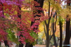 井頭公園の秋
