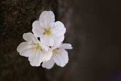 秋山川堤の桜♪２