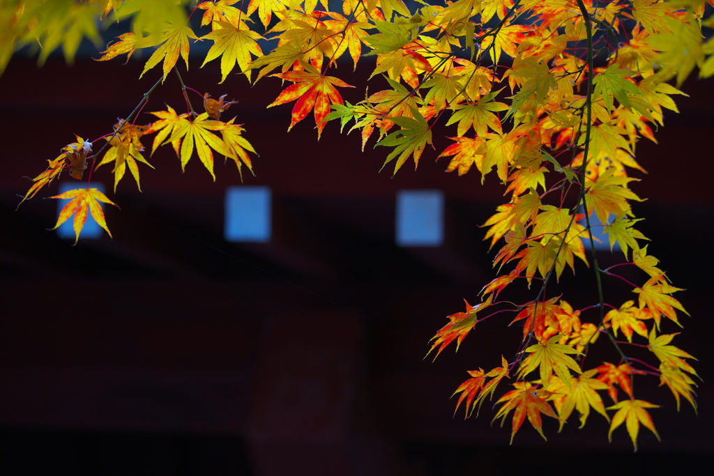 浄光寺の秋♪２
