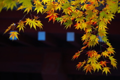 浄光寺の秋♪２