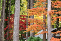 紅葉・古峯園♪6