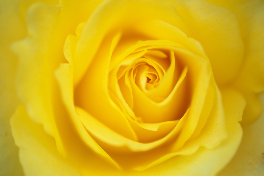 思い出の薔薇♪5