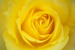 思い出の薔薇♪5