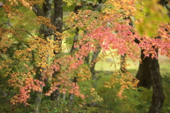 紅葉・古峯園♪10