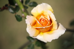 薔薇咲き始めました♪2