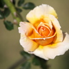 薔薇咲き始めました♪2