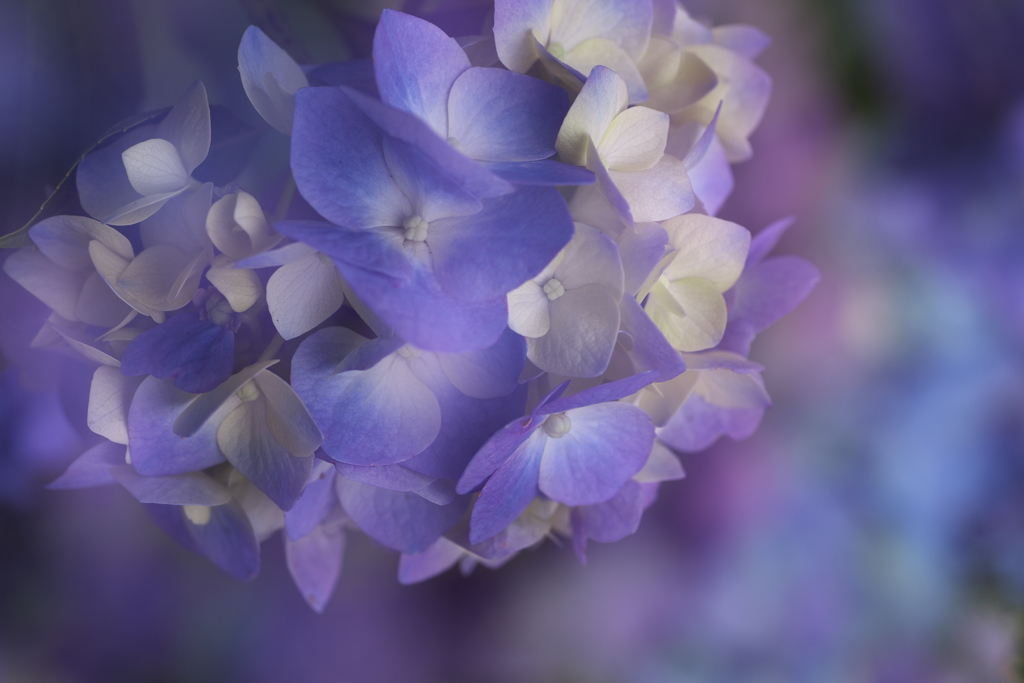 紫陽花ファンタジー♪5