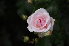 想い出の薔薇♪7