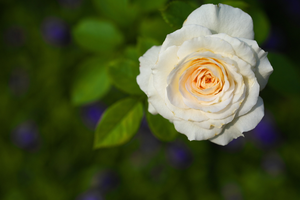 晩夏の薔薇♪4