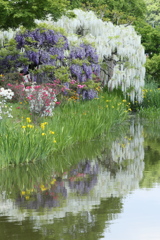 藤の花咲くころ♪4