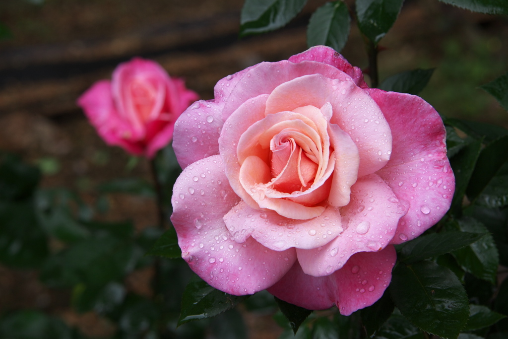 雨の日の薔薇♪4