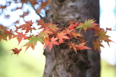 紅葉・金剛山瑞峯寺♪5