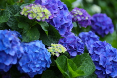 礒山神社の紫陽花♪11