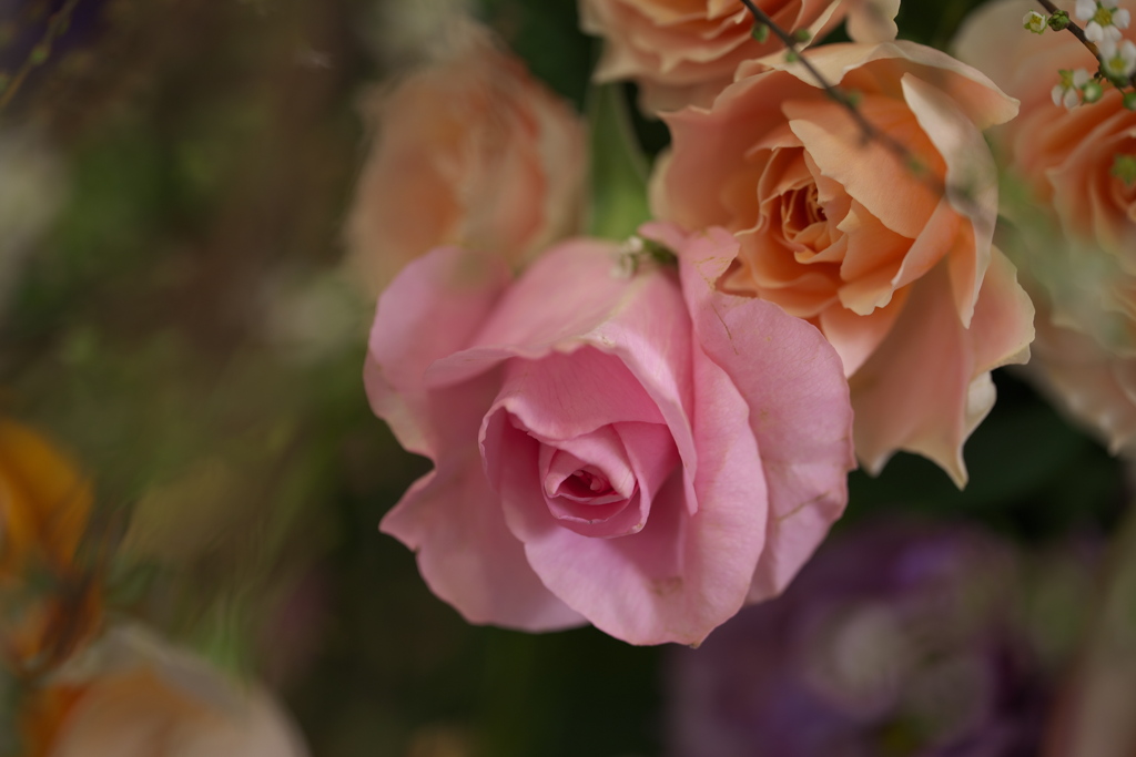 フェスティバルの薔薇♪2