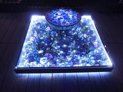 光の花手水♪5