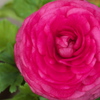 春を呼ぶ花たち