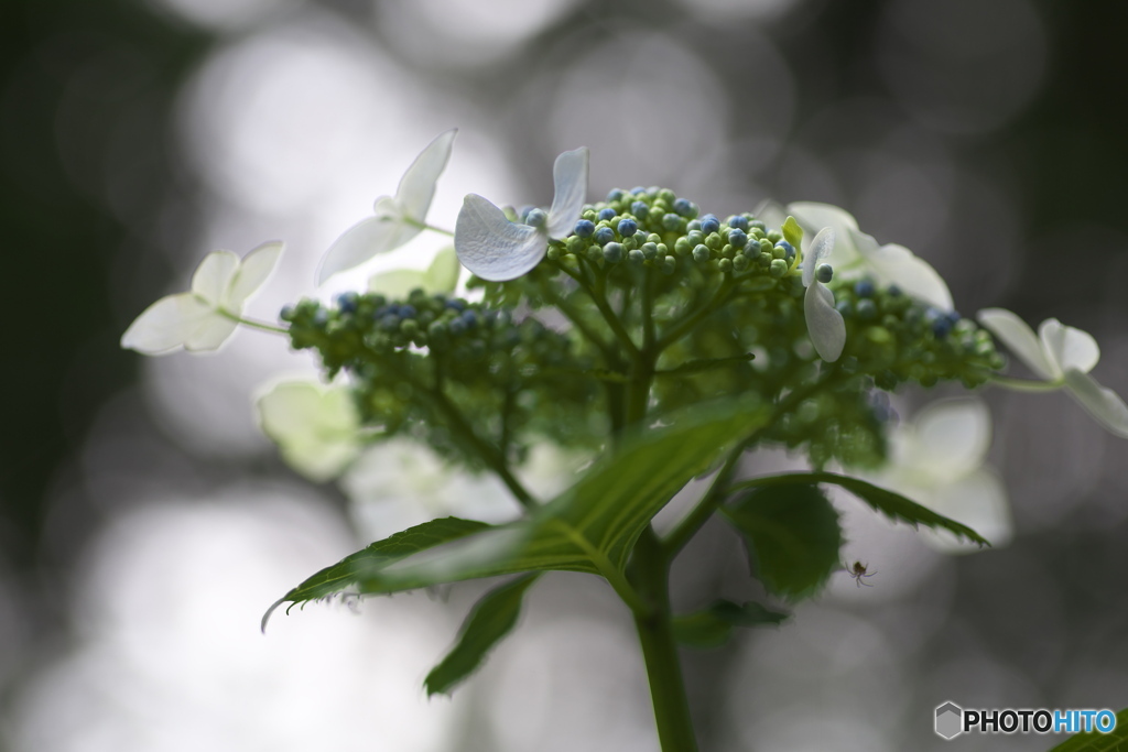 礒山神社の紫陽花♪2