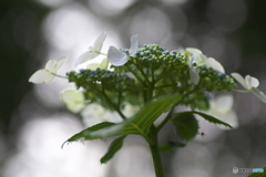礒山神社の紫陽花♪2