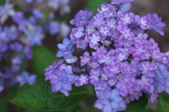 さよなら紫陽花♪5