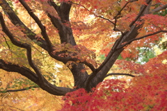 鑁阿寺・紅葉の頃♪11