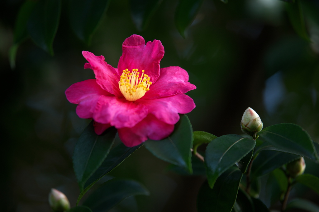 冬の花♪3