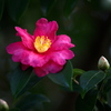 冬の花♪3