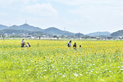 ひまわり祭り♪1