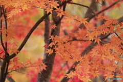 散りゆく前にⅤ