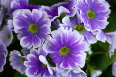 は～るよ来い♪11