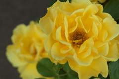 薔薇の微笑み♪2