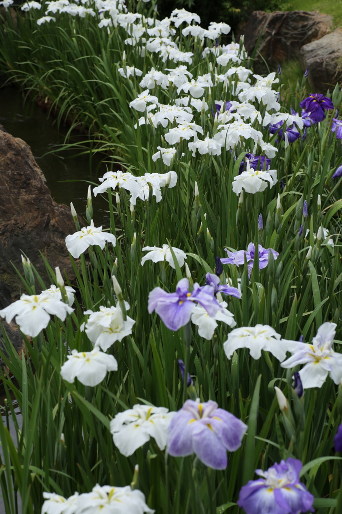 花菖蒲の彩り♪3
