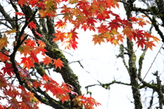 紅葉の頃・逍遥園♪7