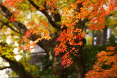 紅葉・古峰神社♪5