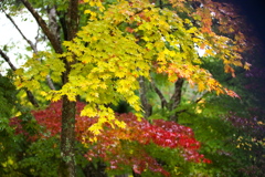 雨の日の紅葉