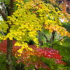 雨の日の紅葉