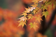 水辺の紅葉♪3