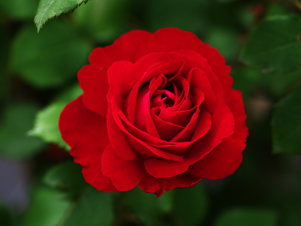 春の薔薇♪11