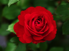 春の薔薇♪11