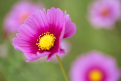 秋桜・鬼怒グリーンパーク♪10