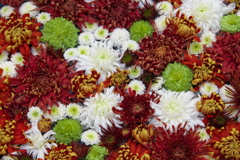 新春のマム（菊）5
