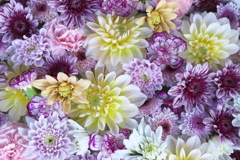 真夏の花手水♪5