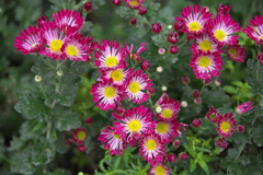 秋の花センター♪3