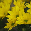 フェスティバルの花たち♪4