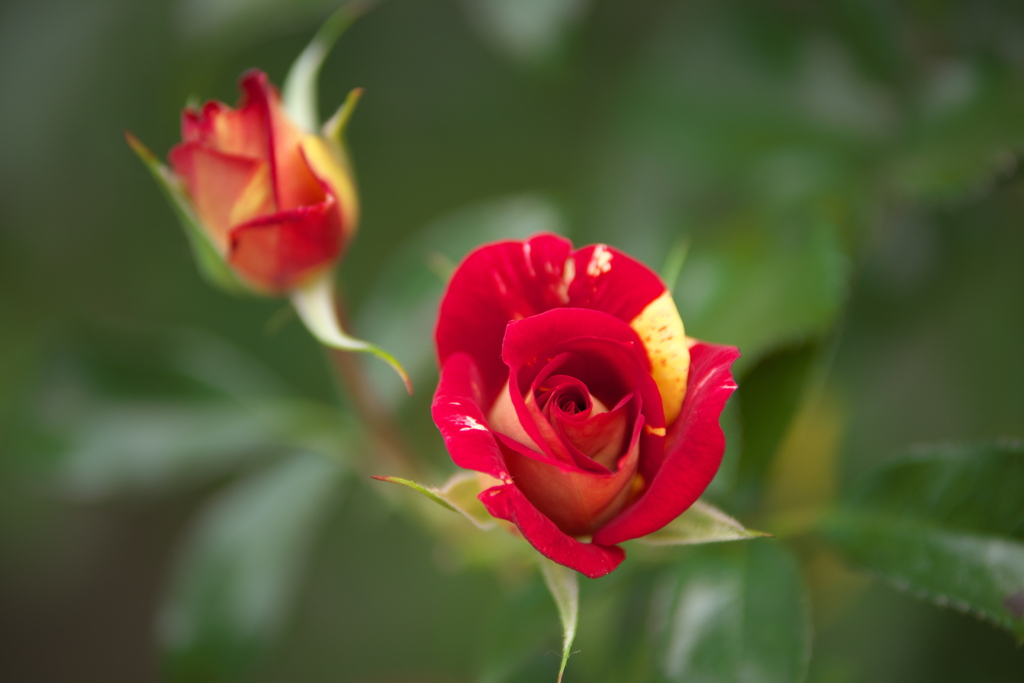微笑みの薔薇♪4