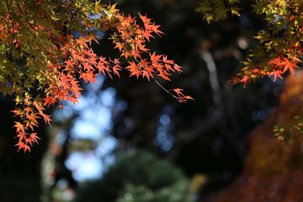 鑁阿寺の秋♪８