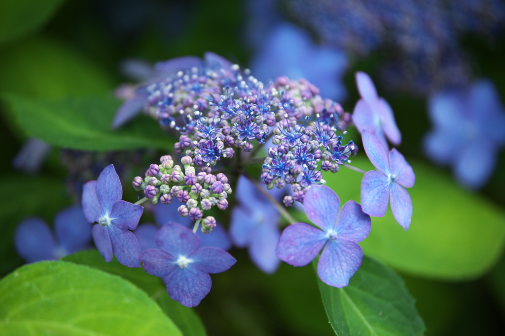 紫陽花・群馬緑化センター♪1