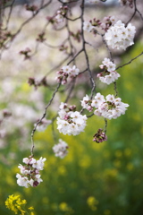 秋山川堤の桜♪３