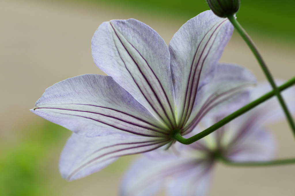 花の公園♪4